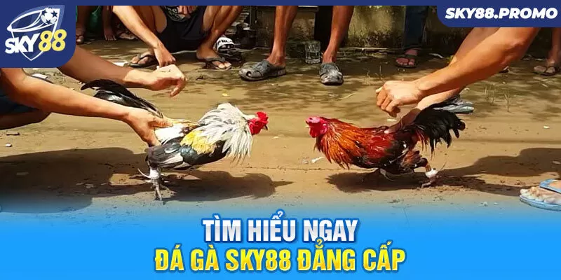 Tìm hiểu ngay đá gà Sky88 đẳng cấp